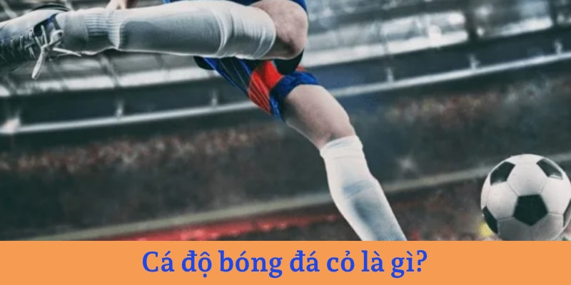 Bóng cỏ (thể thao vua) là tài nguyên khổng lồ cho bào cỏ